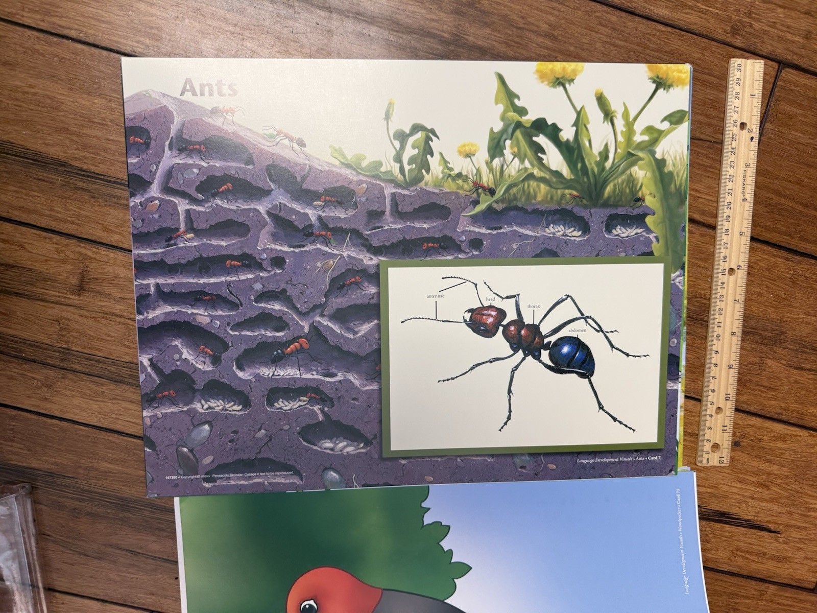 Language Development Visuals Abeka P-k4 + Teachers Key