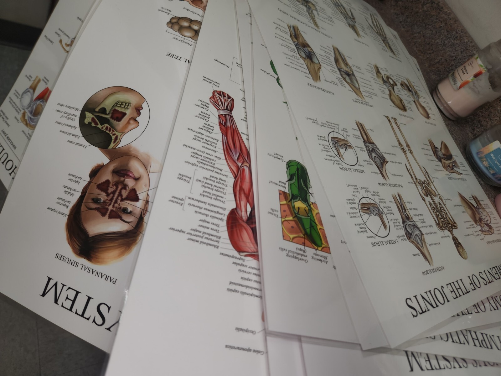 Lot Of 10 Anatomy 2 Sided poster Lamenated 18″ x 24″ Nerves Skeletal Muscle Ta6