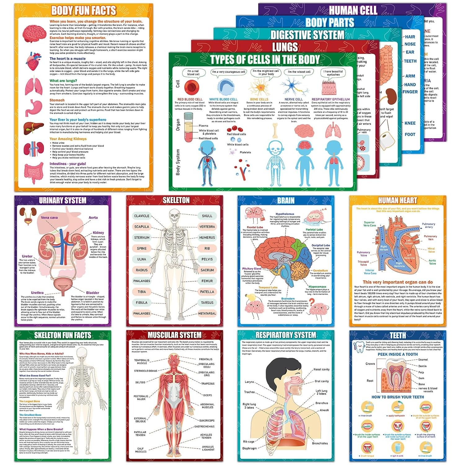 14Pcs Human Anatomy Posters Educational Learn Body Parts physiology study charts