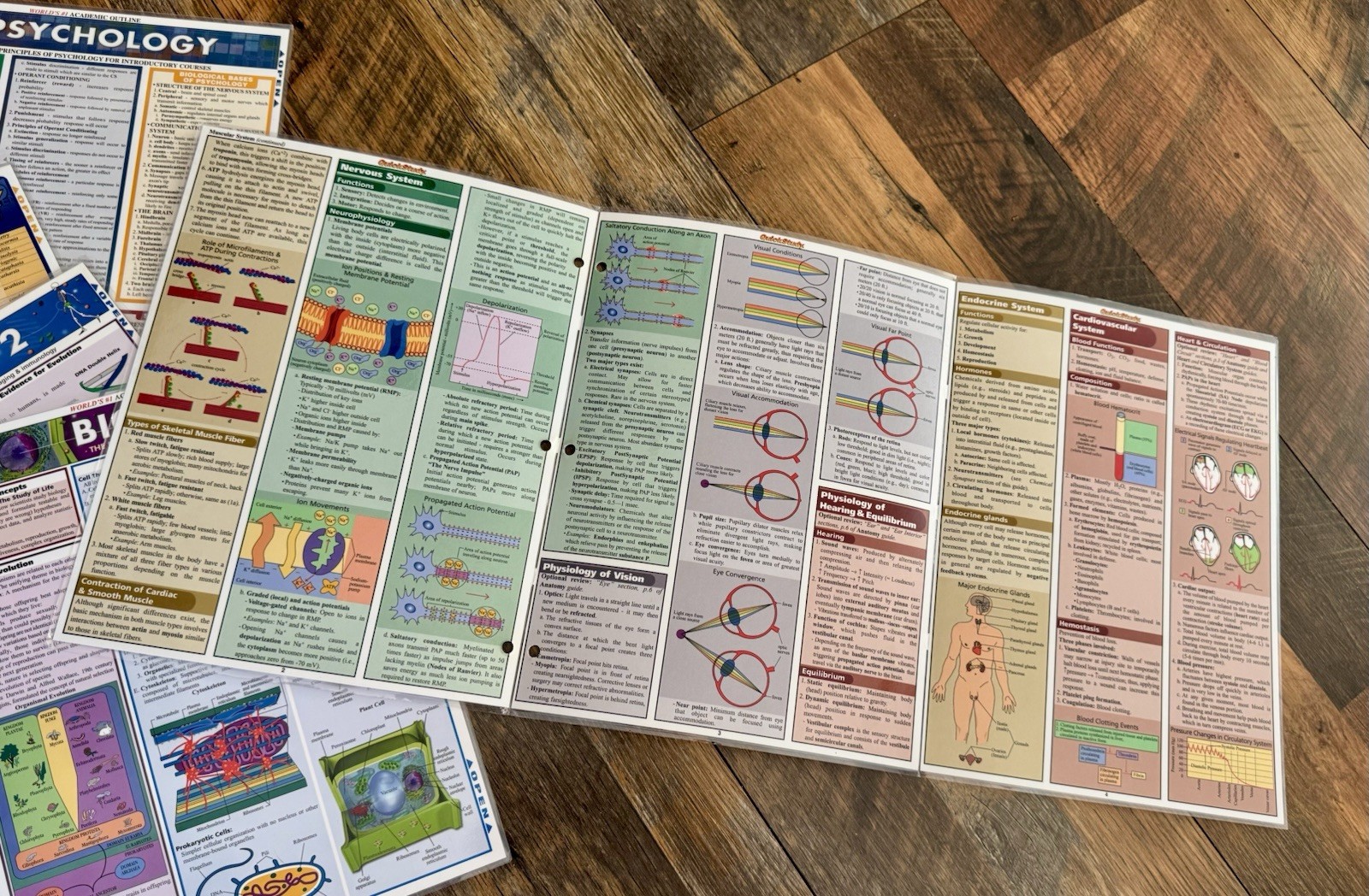 NEW Bar Charts Quick Study Laminated Study Guides Bundle of 6 Human Body