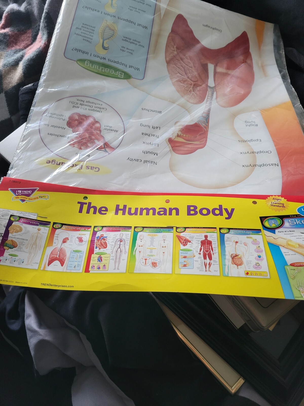 Set Of Anatomy Posters