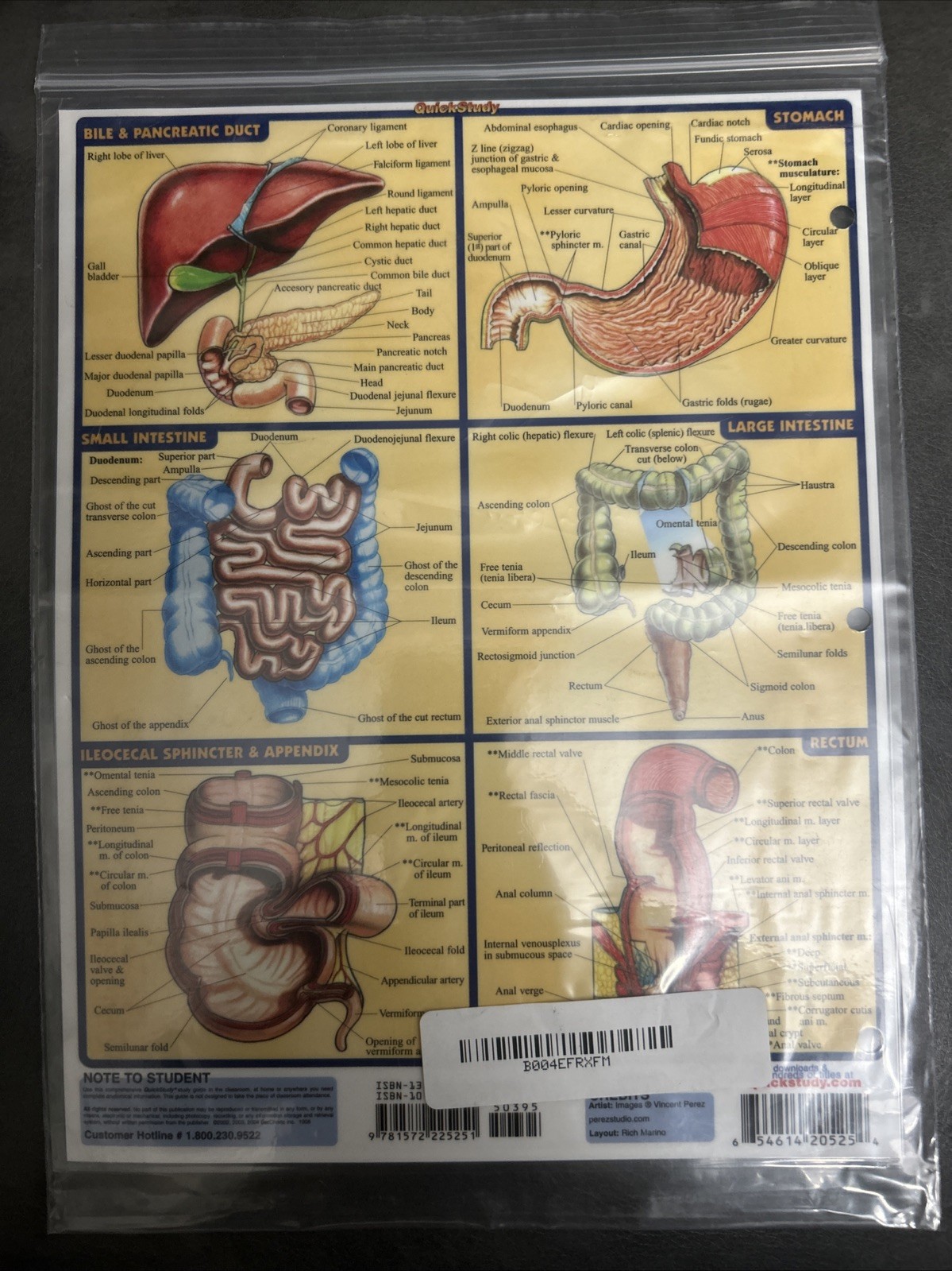 Digestive System Study Chart