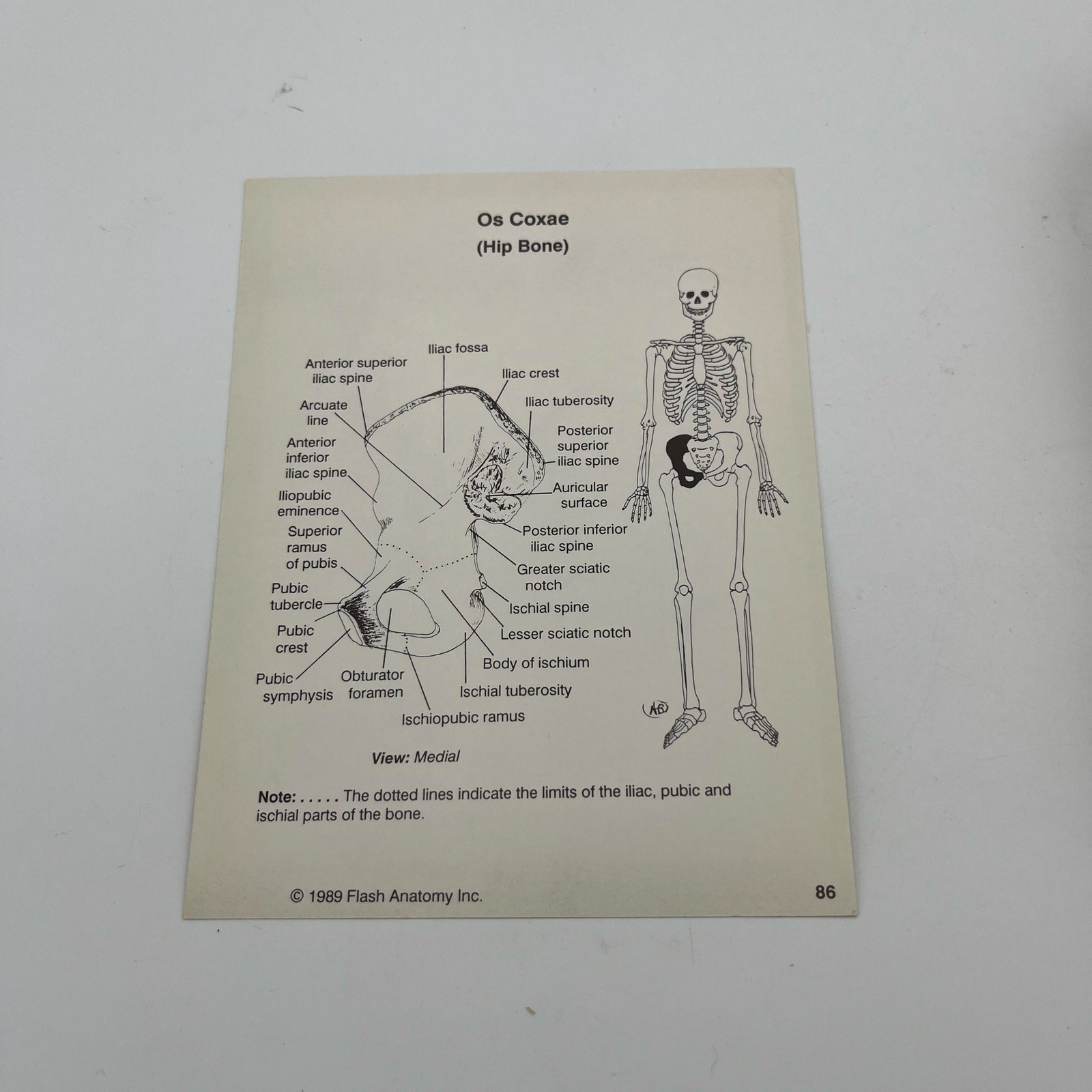 Flash Anatomy Flash Cards: The Bones By Andrew Bonsall Vintage 1989