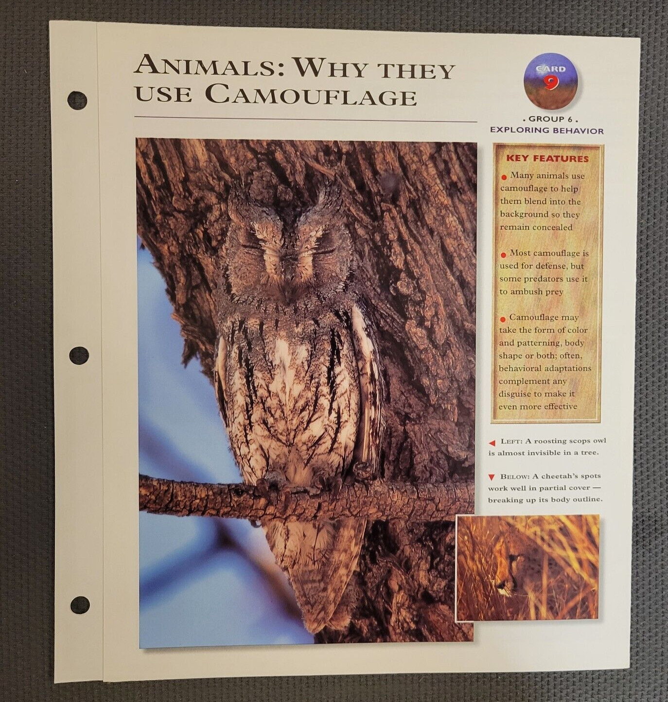 Wildlife Explorer Card 8 Group 6 Exploring Behavior Animals Why They Use Camo