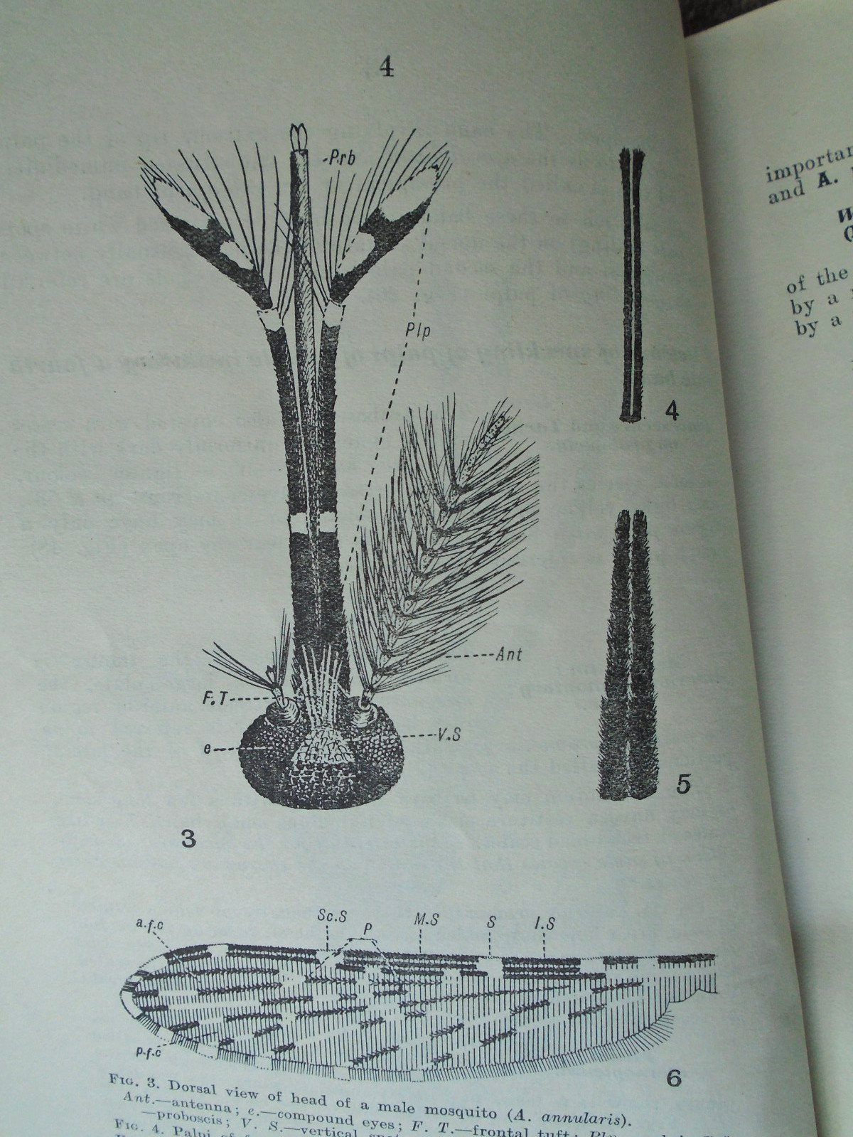 Synoptic Table for the Identification of the Anopheline Mosquitos of India