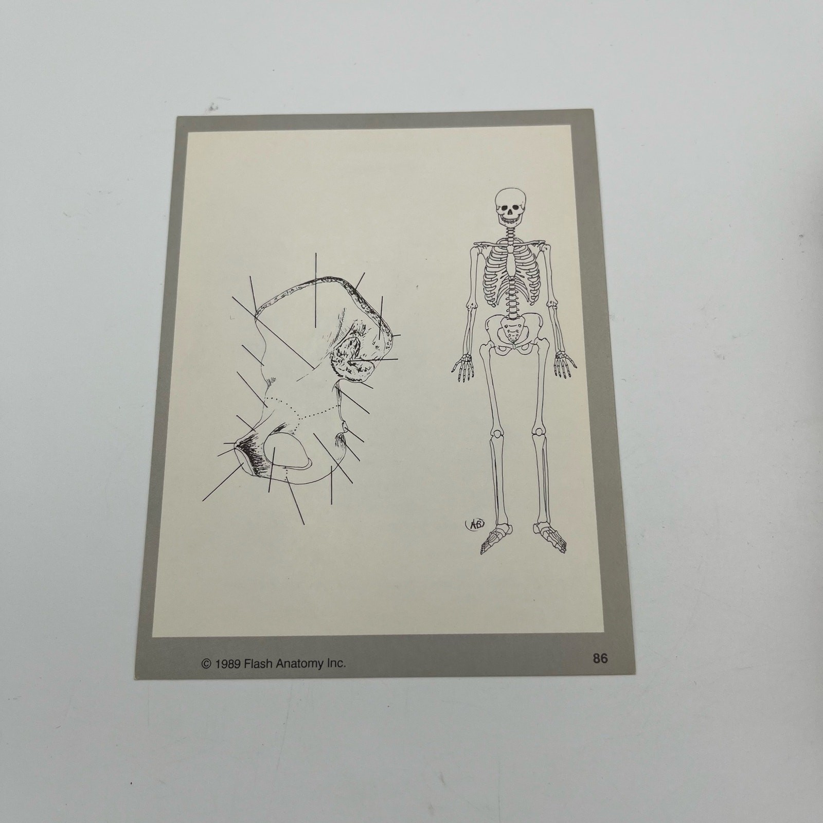 Flash Anatomy Flash Cards: The Bones By Andrew Bonsall Vintage 1989