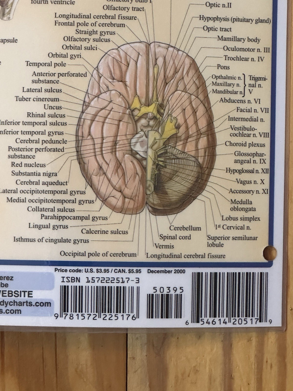 Brain & Nervous System: Quickstudy Laminated Reference Medical Guides Perez 2000