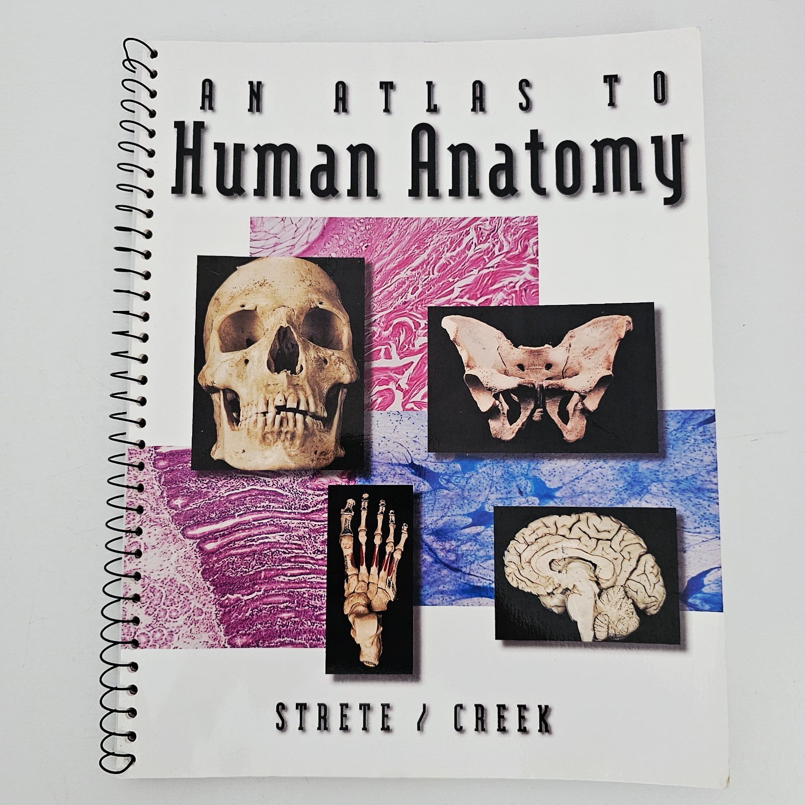 An Atlas to Human Anatomy Strete Creek Paperback Medical Study Guide