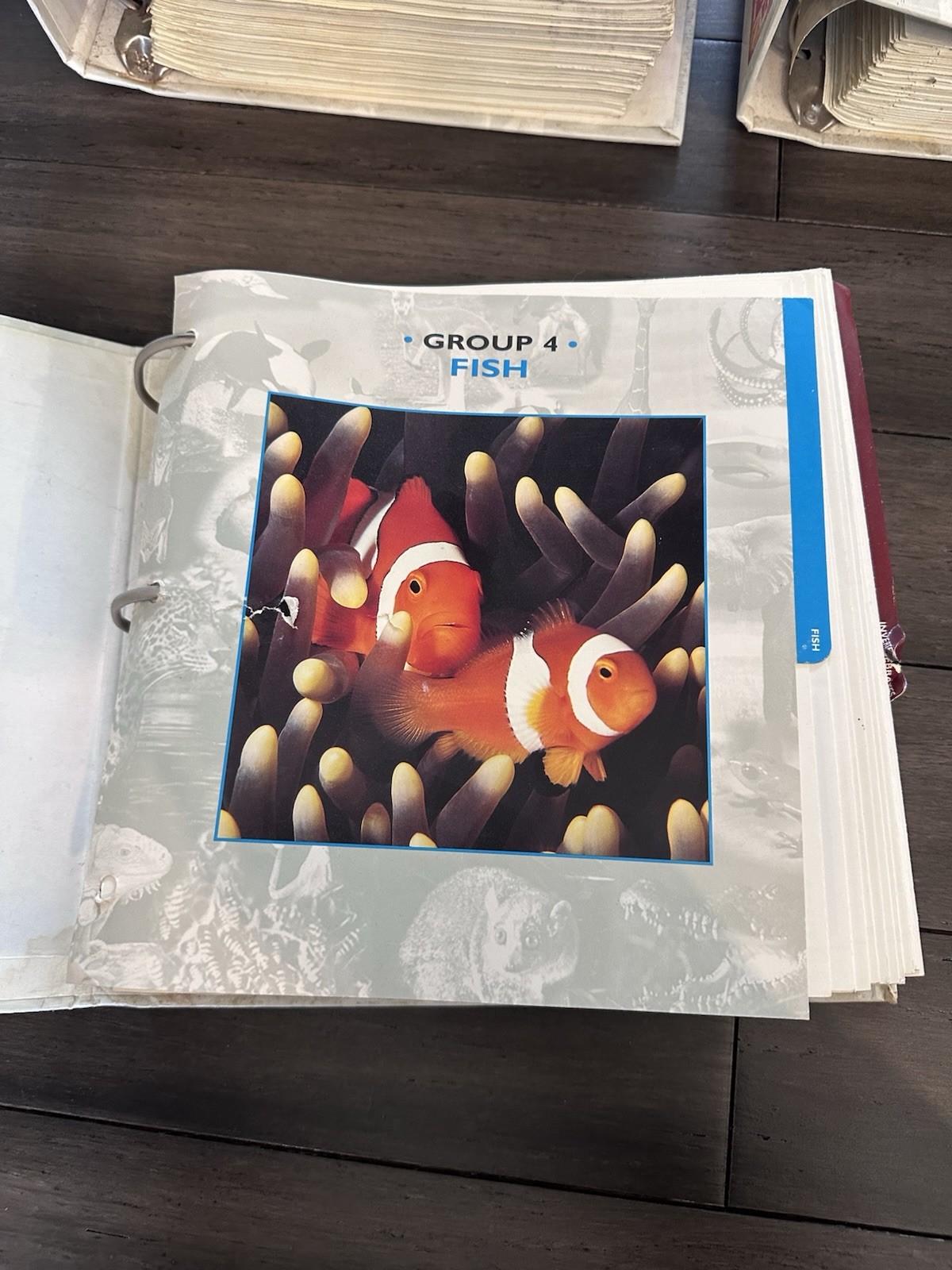 Wildlife Explorer Binder Groups 1-8 — 600+ Cards & Tabs Educational Homeschool