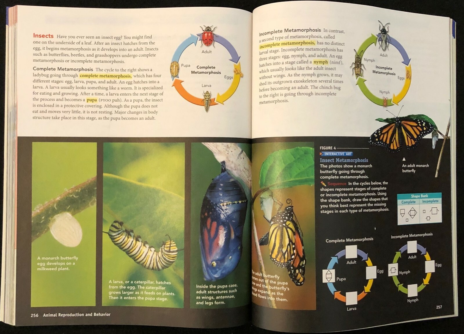 6th – 8th THE DIVERSITY OF LIFE Interactive Science Workbook (2011, Pearson)