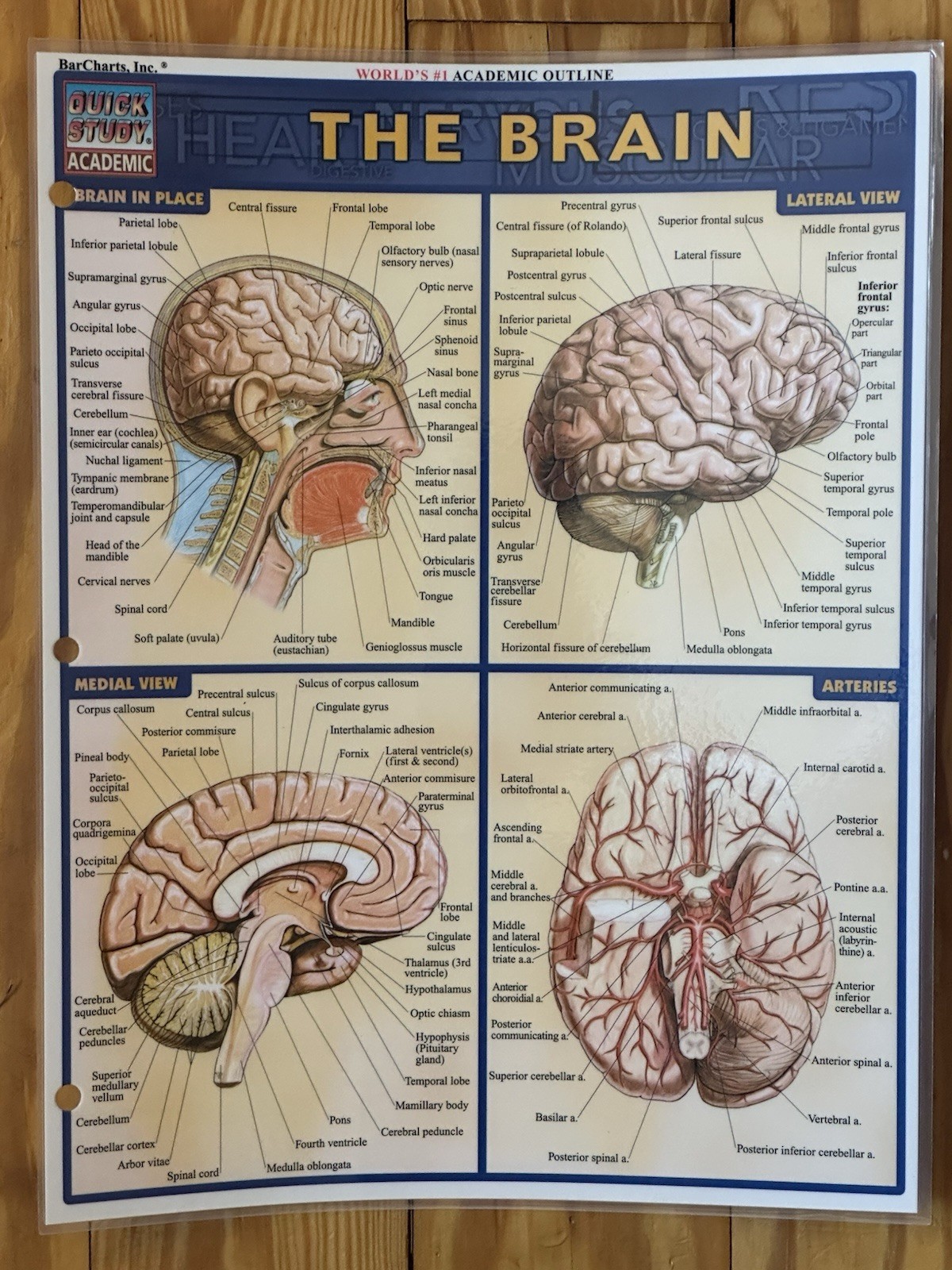 Brain & Nervous System: Quickstudy Laminated Reference Medical Guides Perez 2000