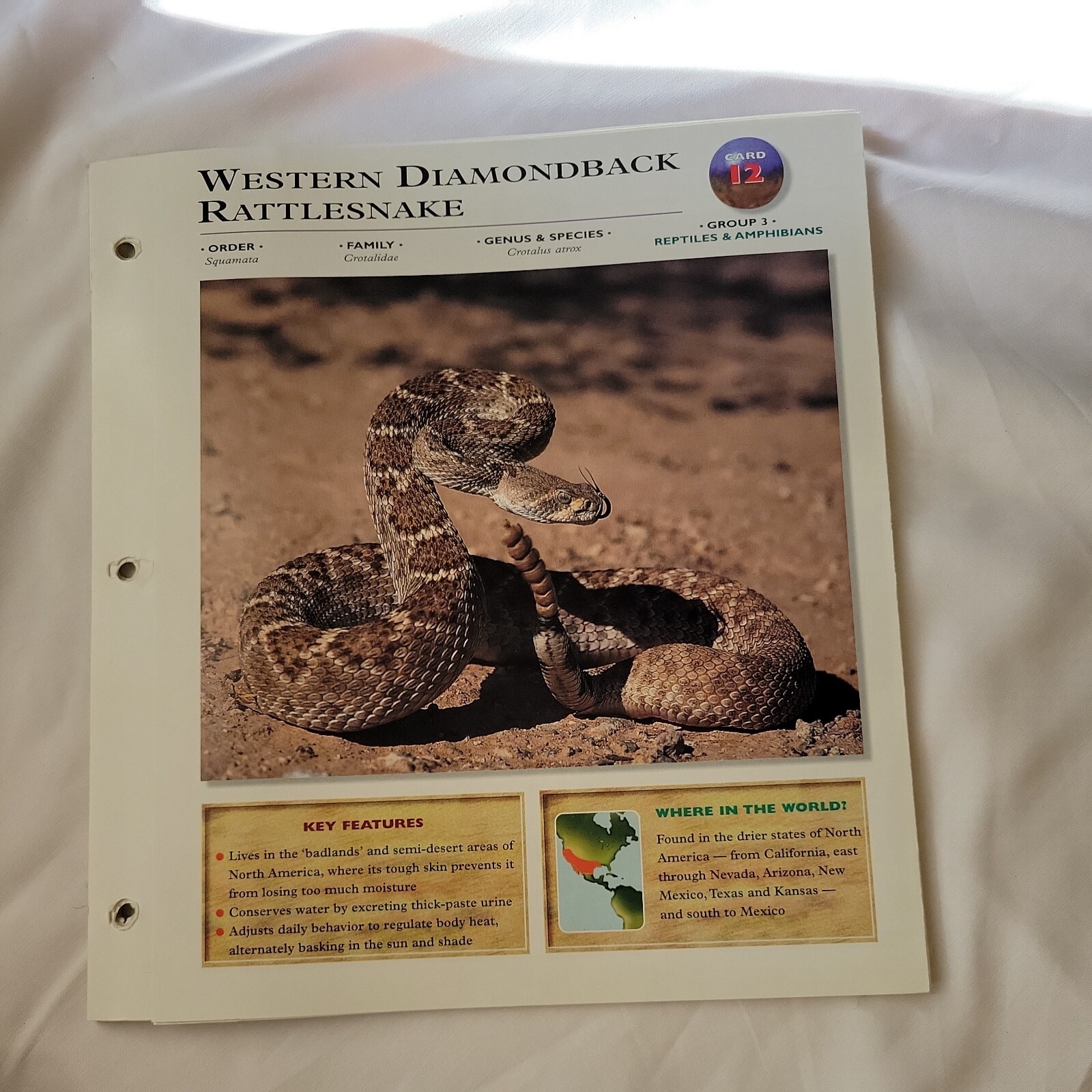 Wildlife Explorer Card 12 Group 3 Reptiles Western Diamondback Rattlesnake