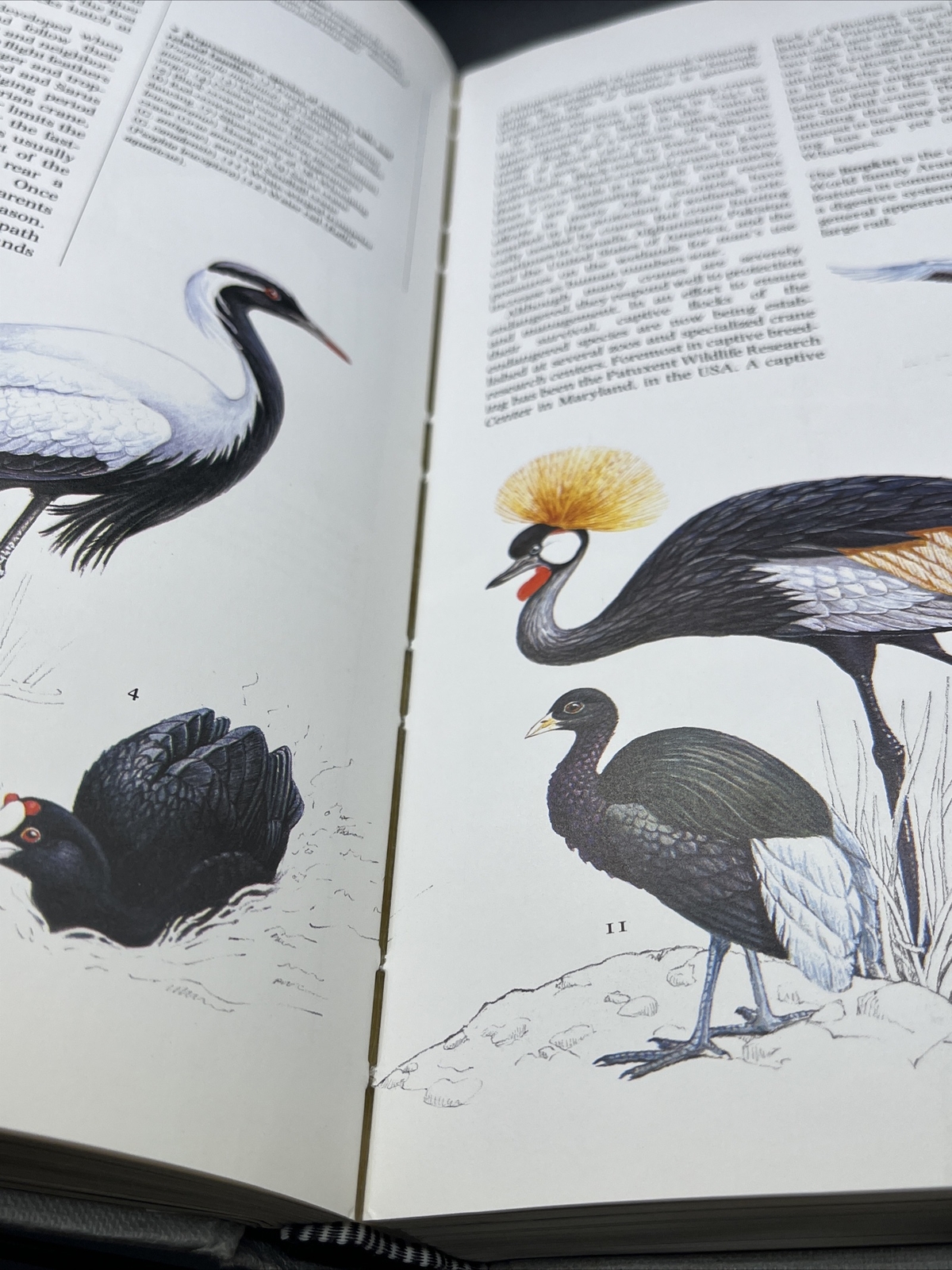 THE ENCYCLOPEDIA OF BIRDS By Christopher M. Perrins & Alex L. A. Middleton HC DJ