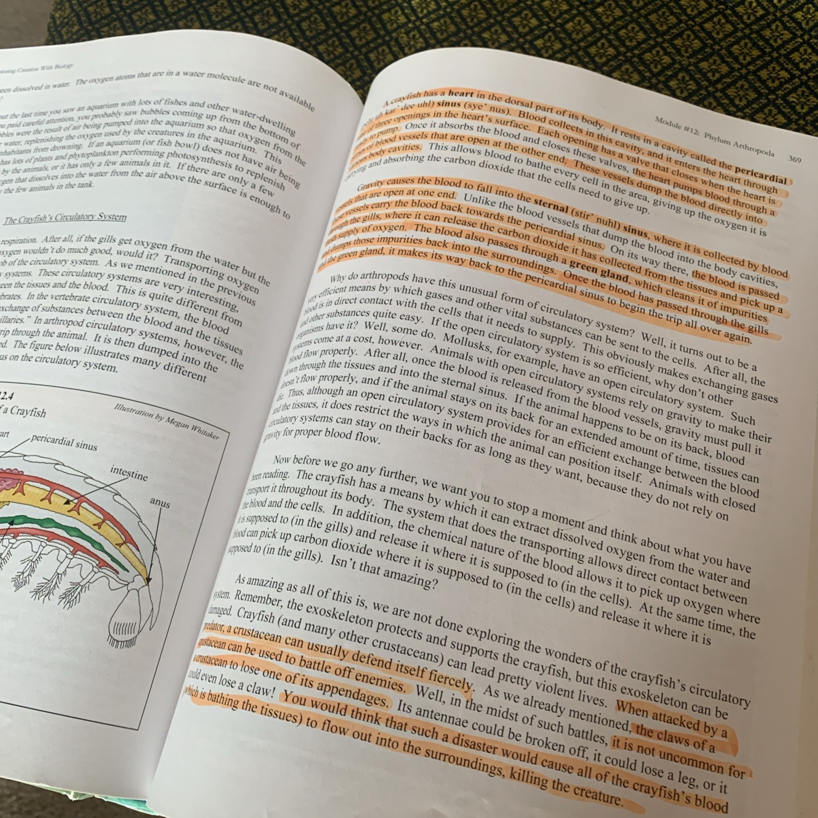 Exploring Creation with Biology : Student Text, Tests and solutions