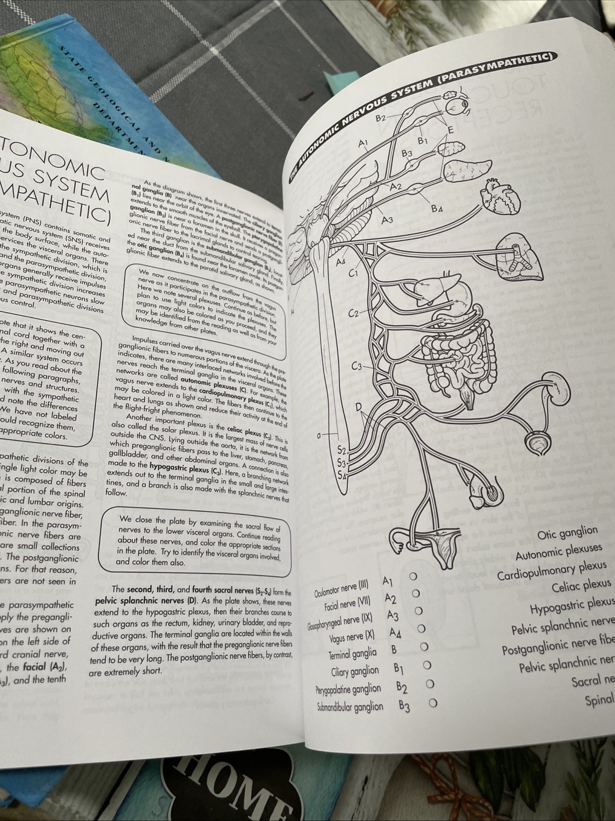 Anatomy Coloring Workbook – 2nd Edition (Princeton Review, Alcamo, Study Guide)
