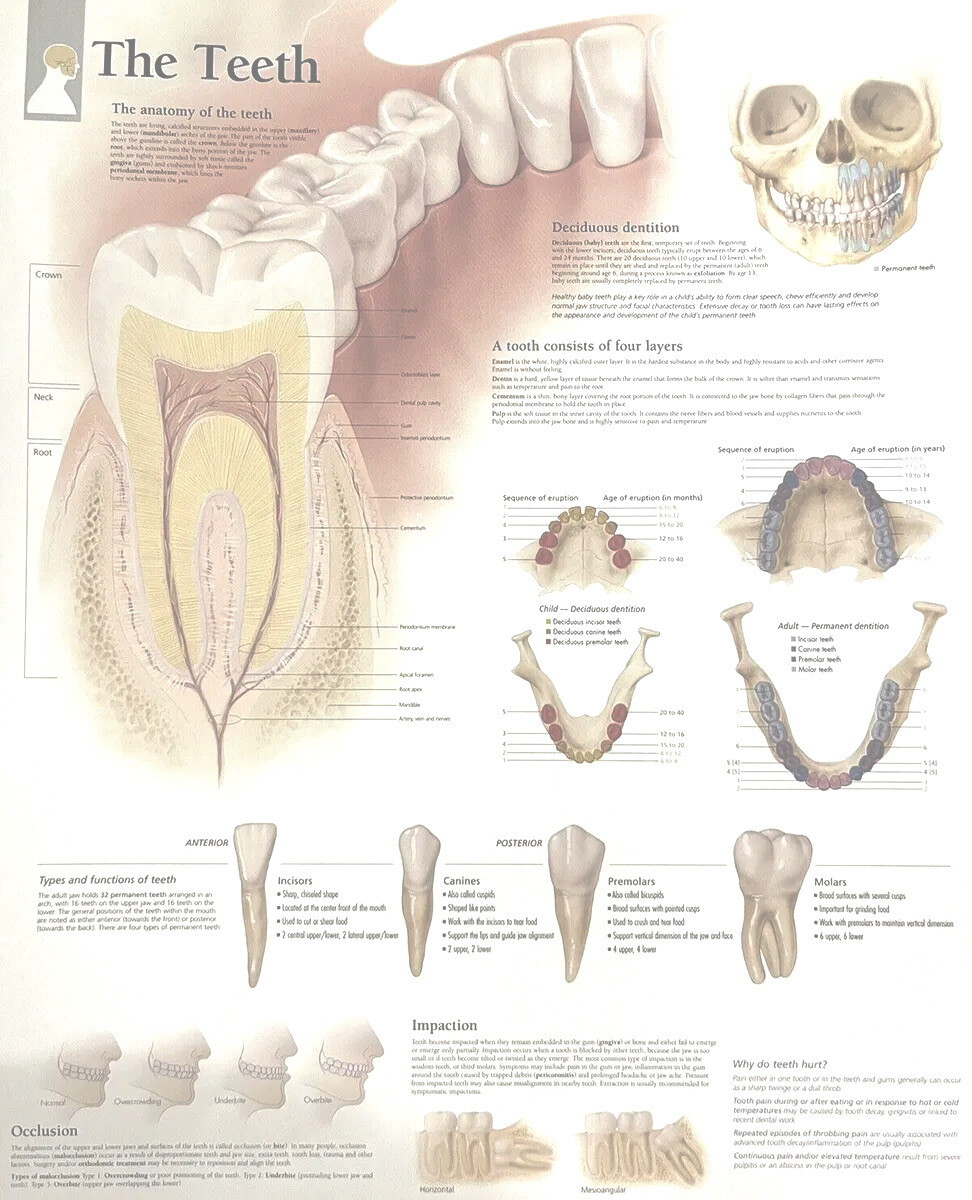 The Teeth ~ Anatomy Poster ~ 11.25 x 14 inches