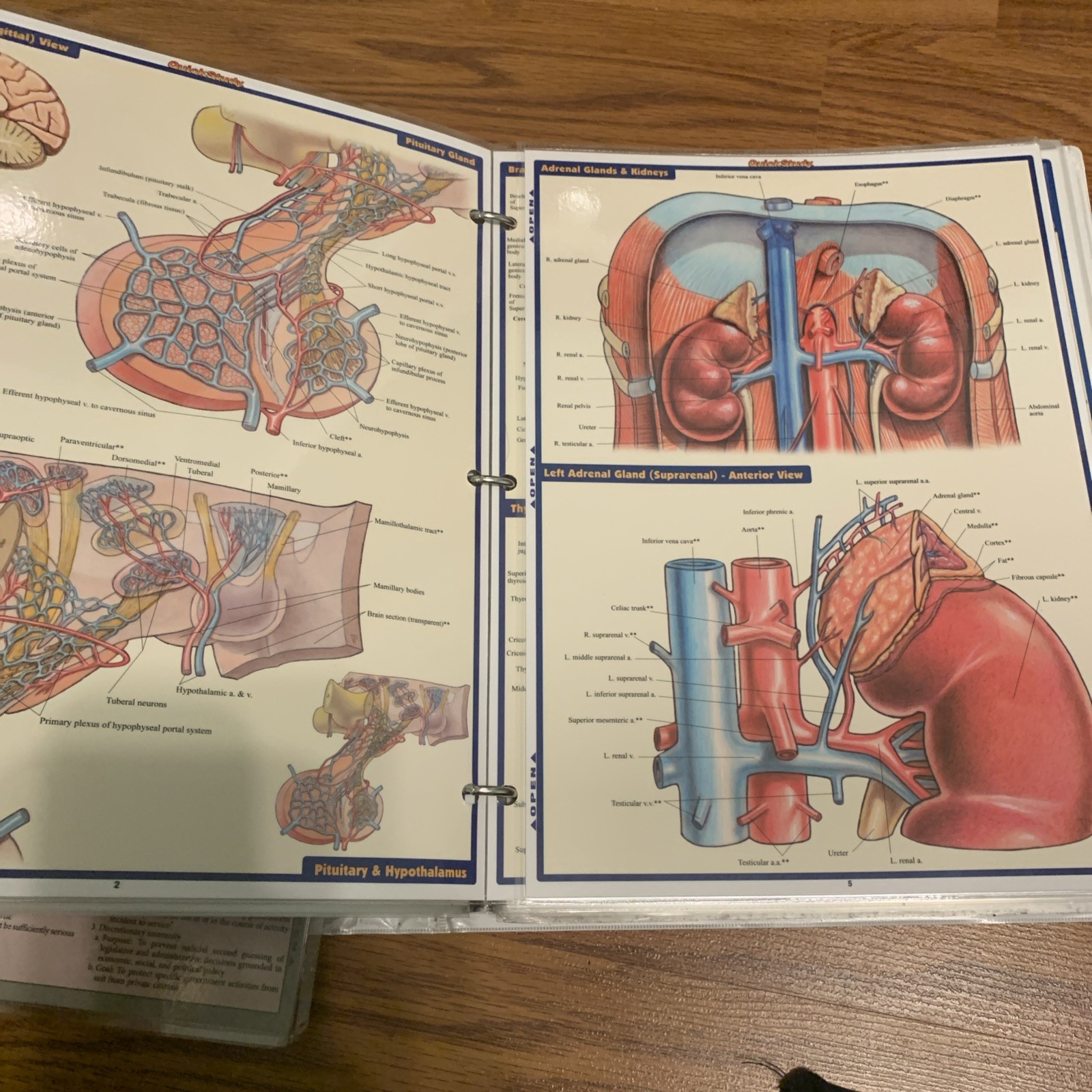 Quick Study Academic Various Charts