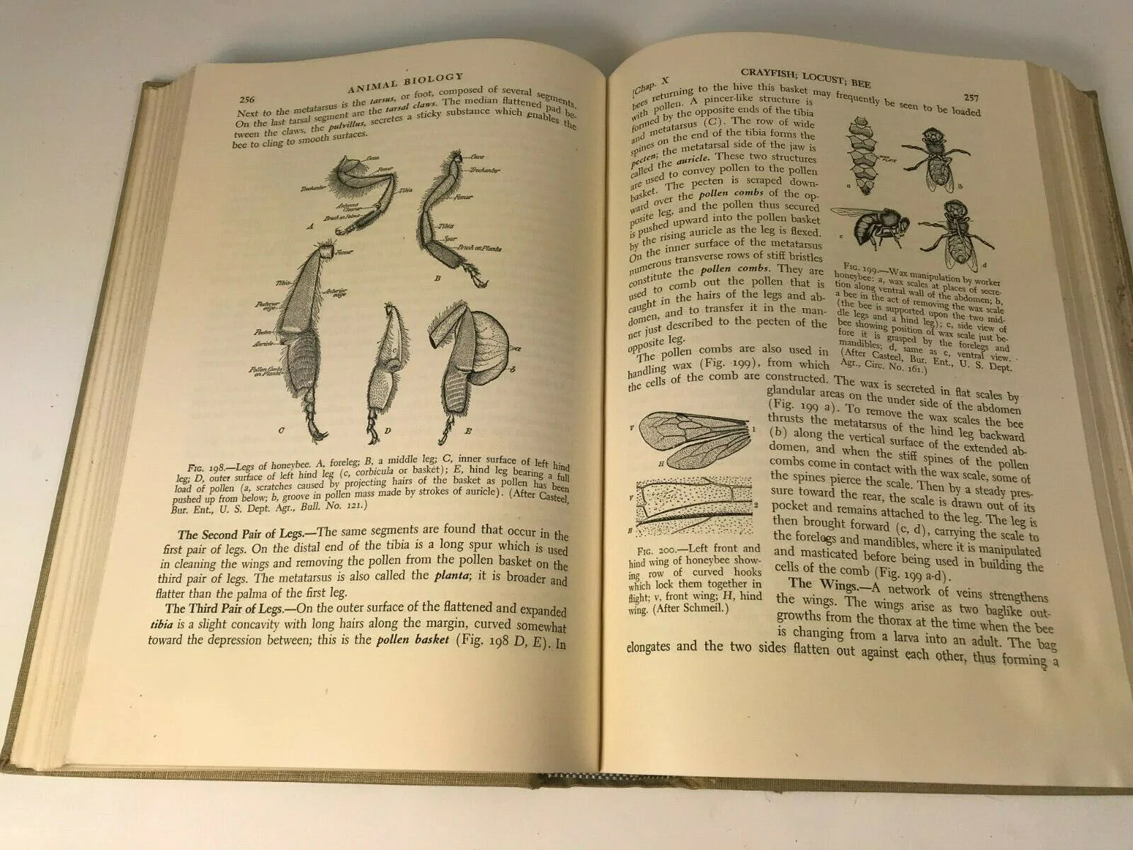 Animal Biology by Michael Guyer, Third Edition, 1941, Harper & Brothers, HC