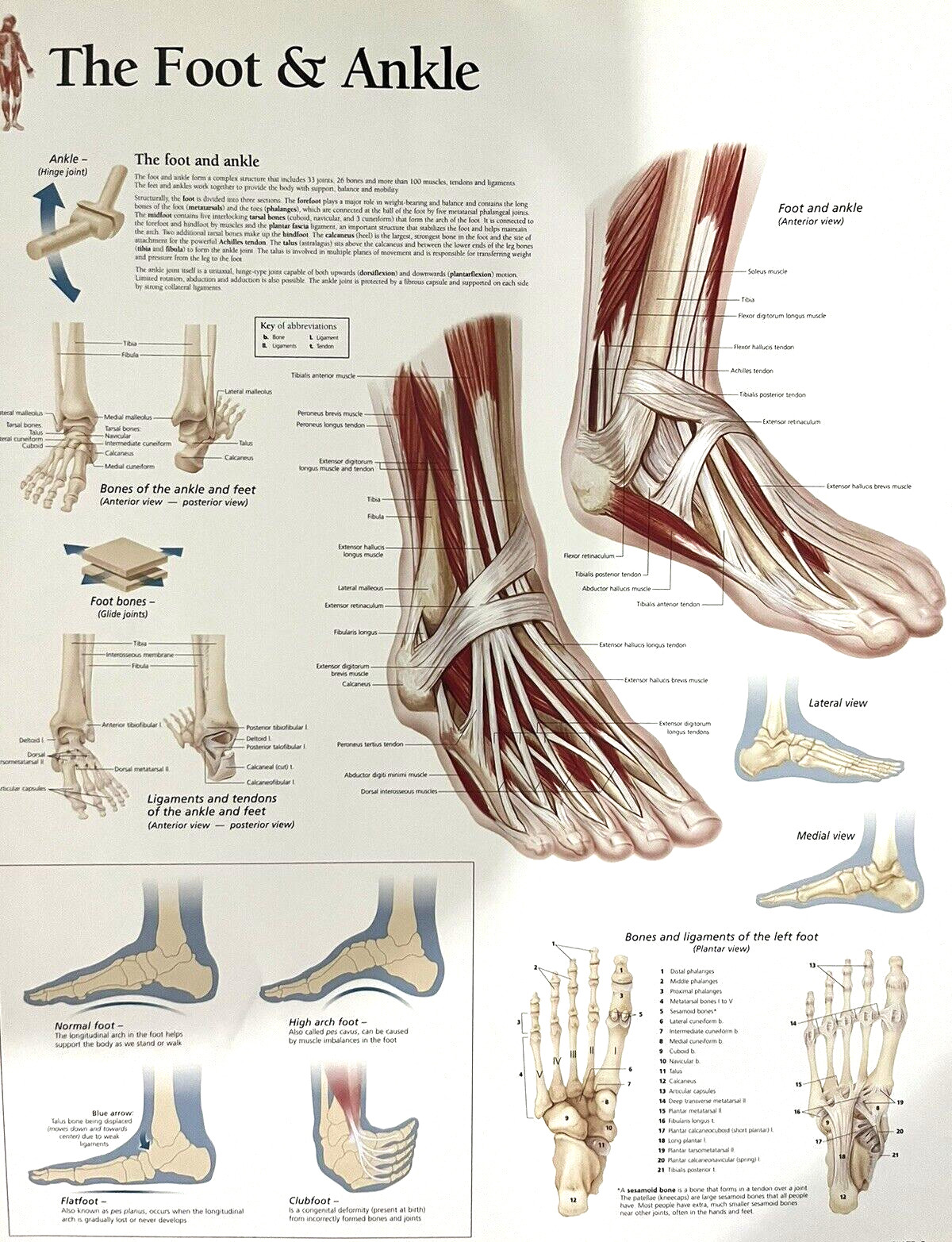 The Foot & Ankle ~ Anatomy Poster ~ 11.25 x 14 inches