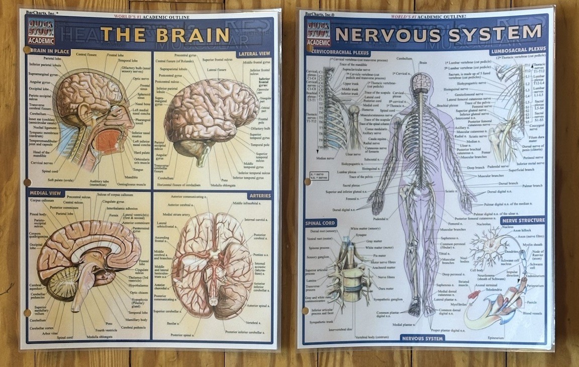 Brain & Nervous System: Quickstudy Laminated Reference Medical Guides Perez 2000
