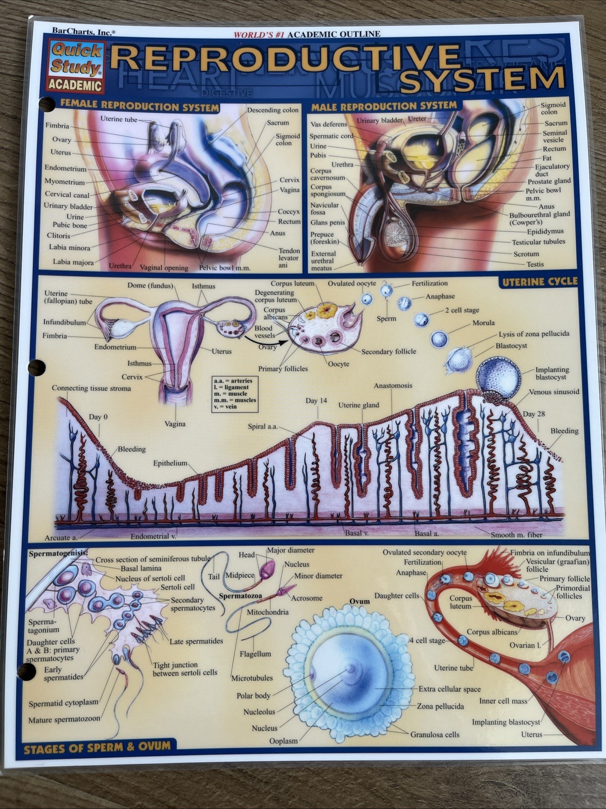 BarCharts Quick Study Anatomy Terminology Abbreviations Laminated Charts Lot 6