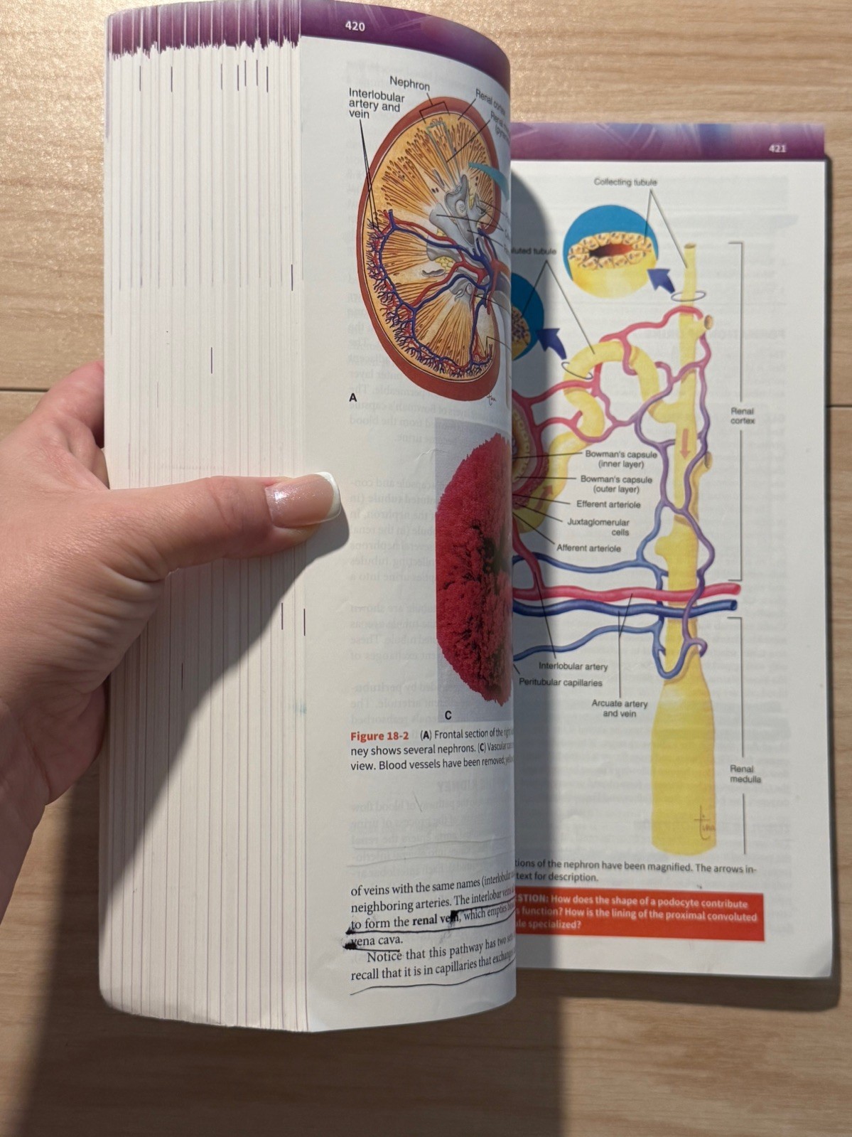 Student Workbook Essentials Anatomy Physiology 8th Ed Scanlon Sanders F.A. Davis