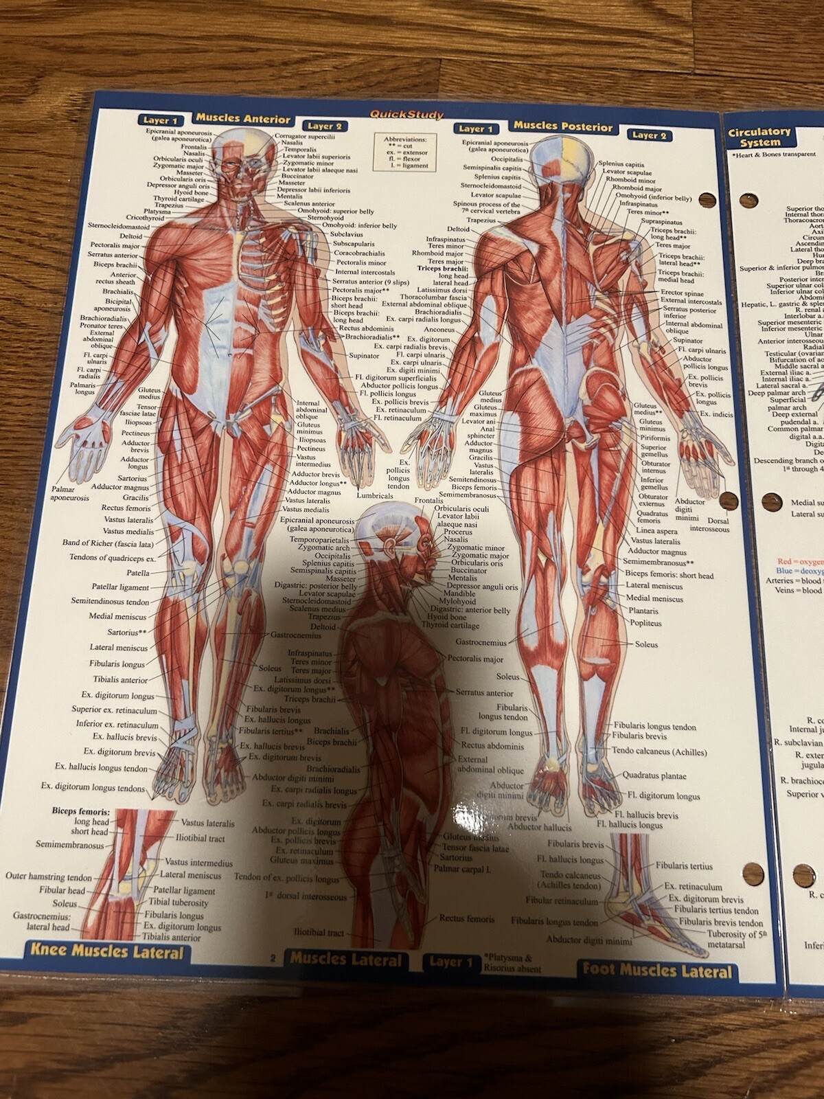 BarCharts Quick Study Academic Guide BIOLOGY & Anatomy Bundle Review Homeschool