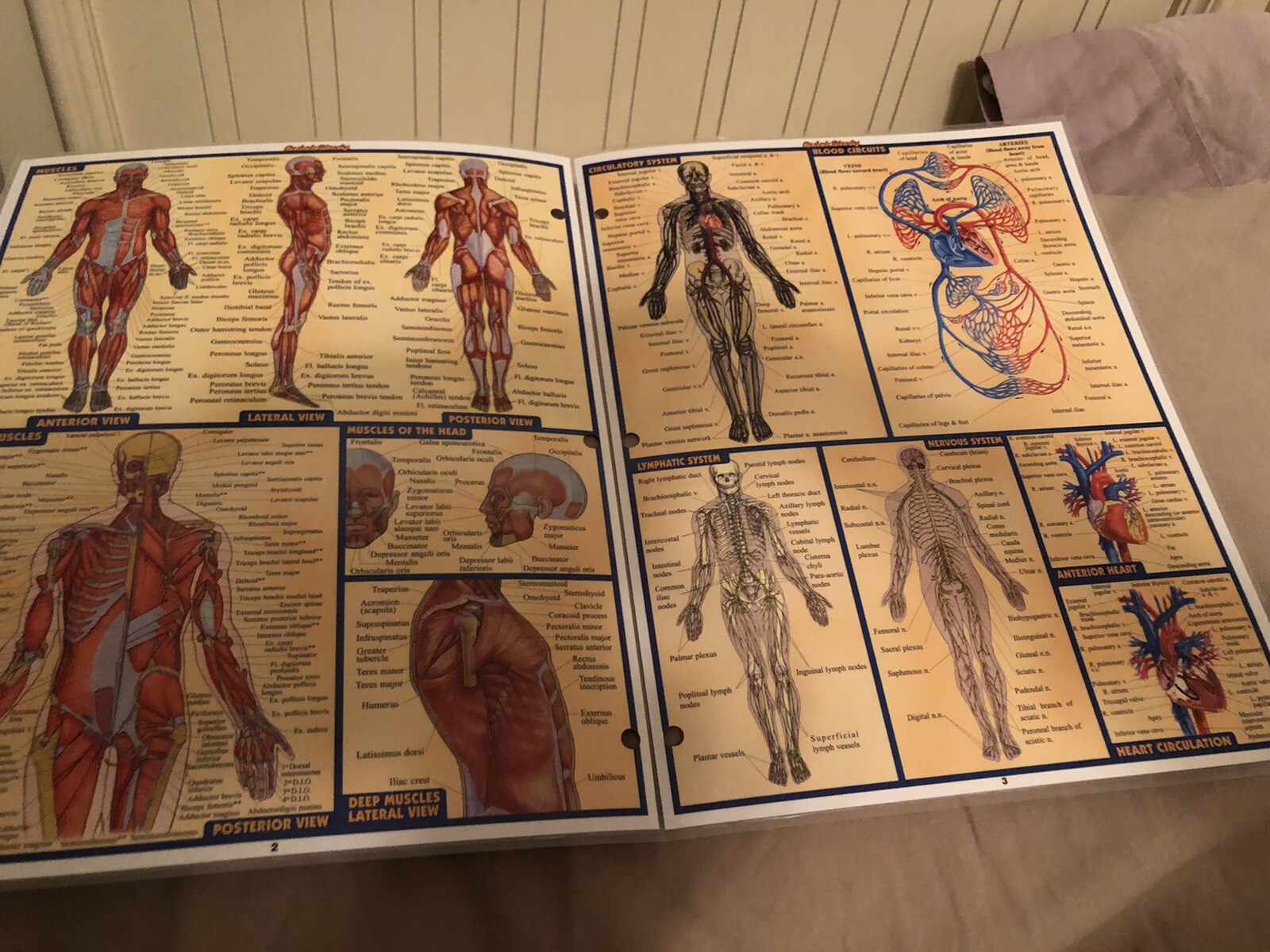 ANATOMY QUICK STUDY Academic Comprehensive Guide Laminated Charts