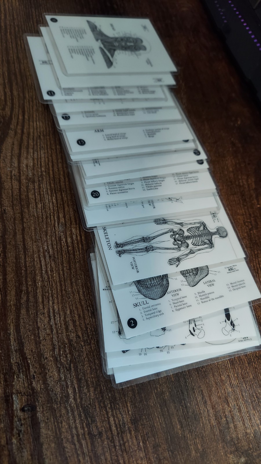 Vintage ASC Laminated Anatomy Study Cards 1951 52 53 54 55 56 50’s