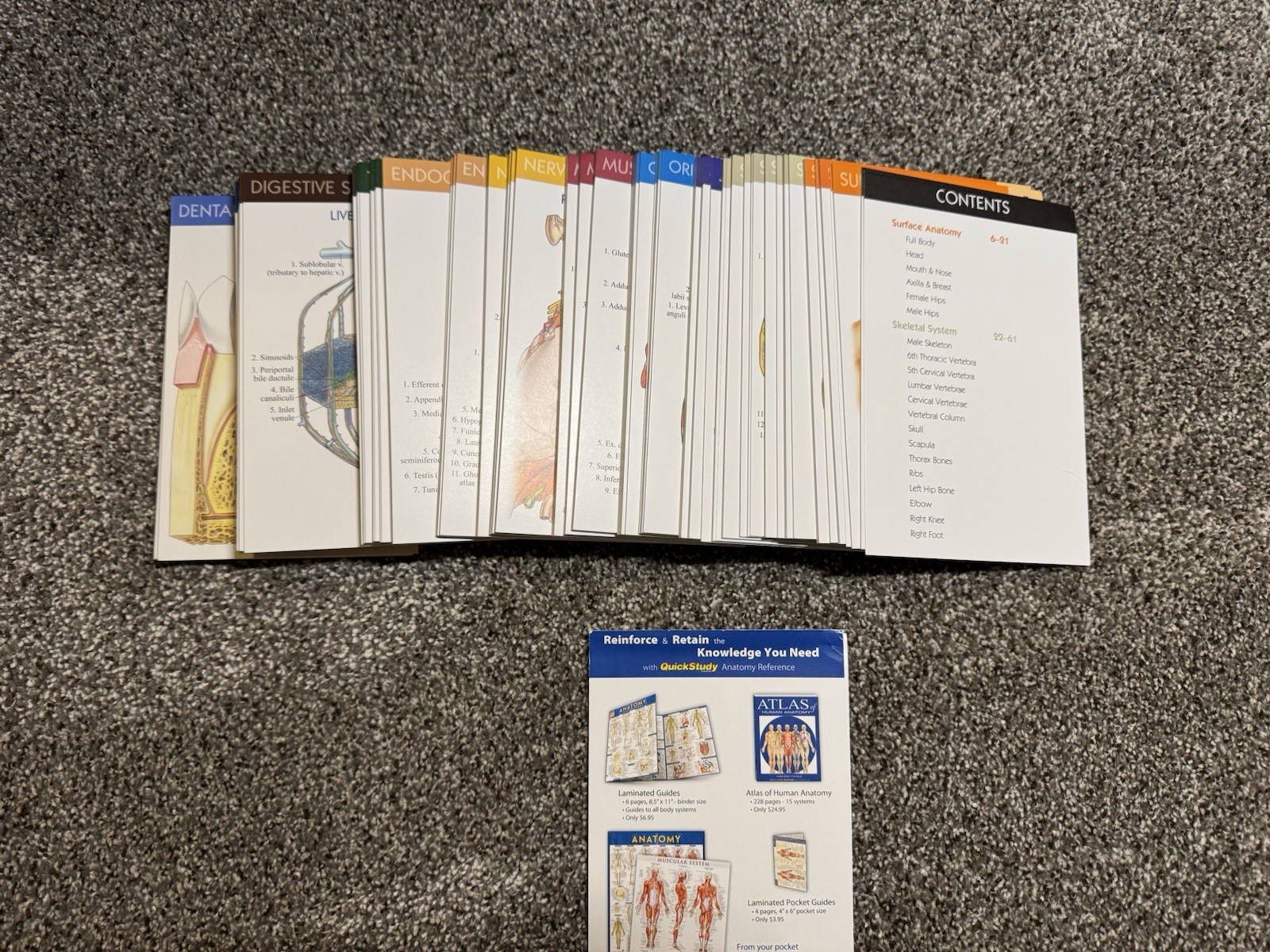 QuickStudy Anatomy 2 Flash Cards 300 Cards, 14 Medical Systems