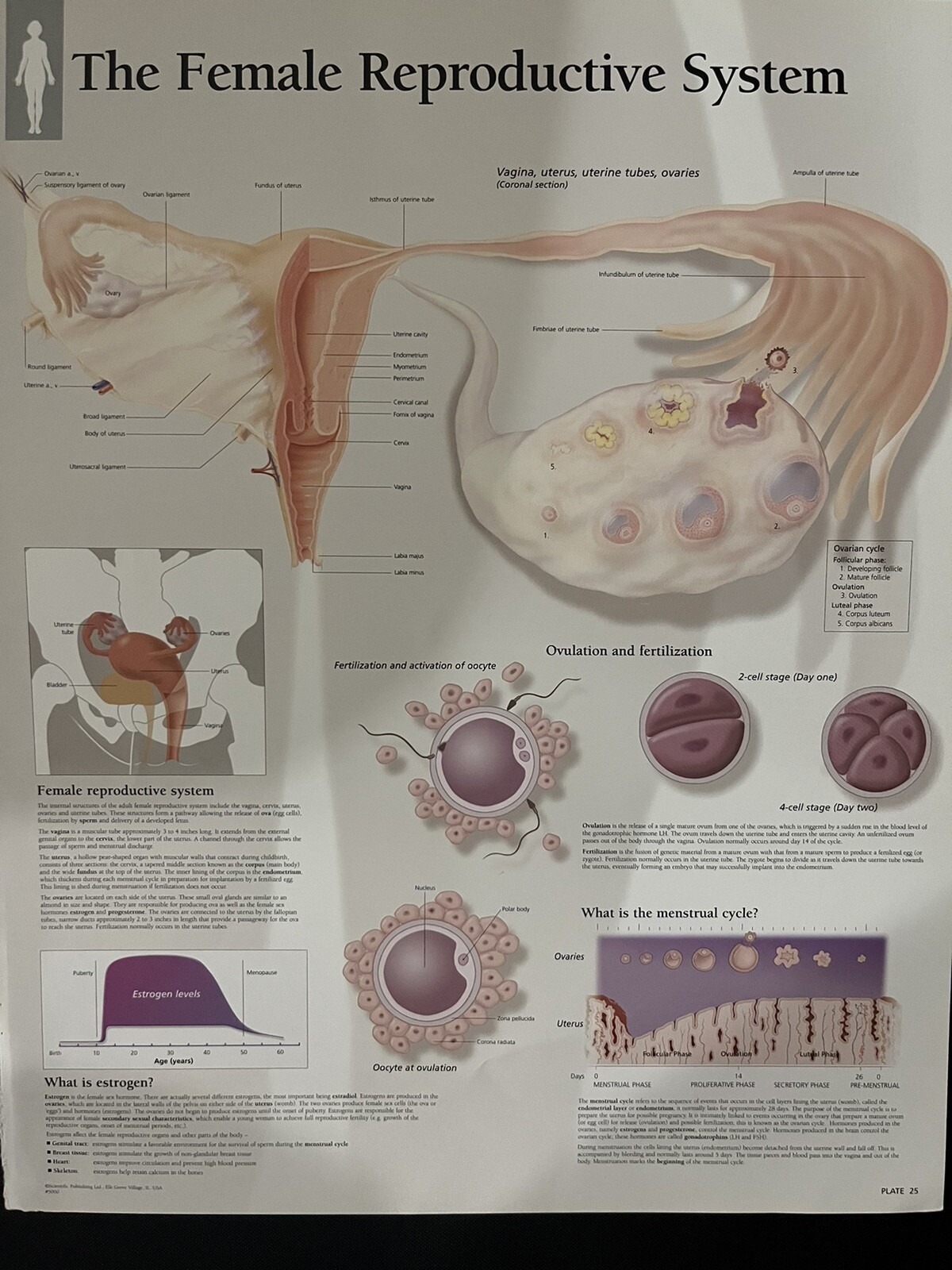 The Female Reproductive System ~ Anatomy Poster ~ 11.25 x 14 inches