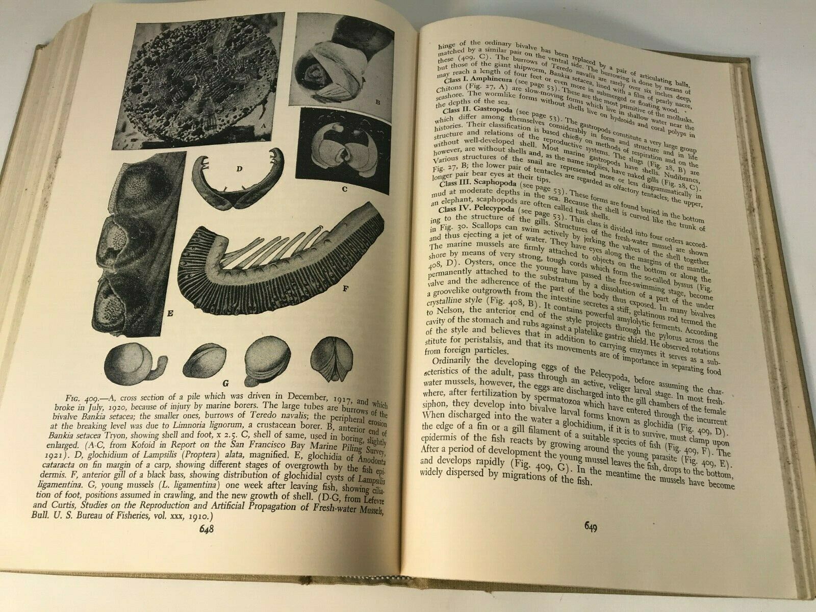 Animal Biology by Michael Guyer, Third Edition, 1941, Harper & Brothers, HC