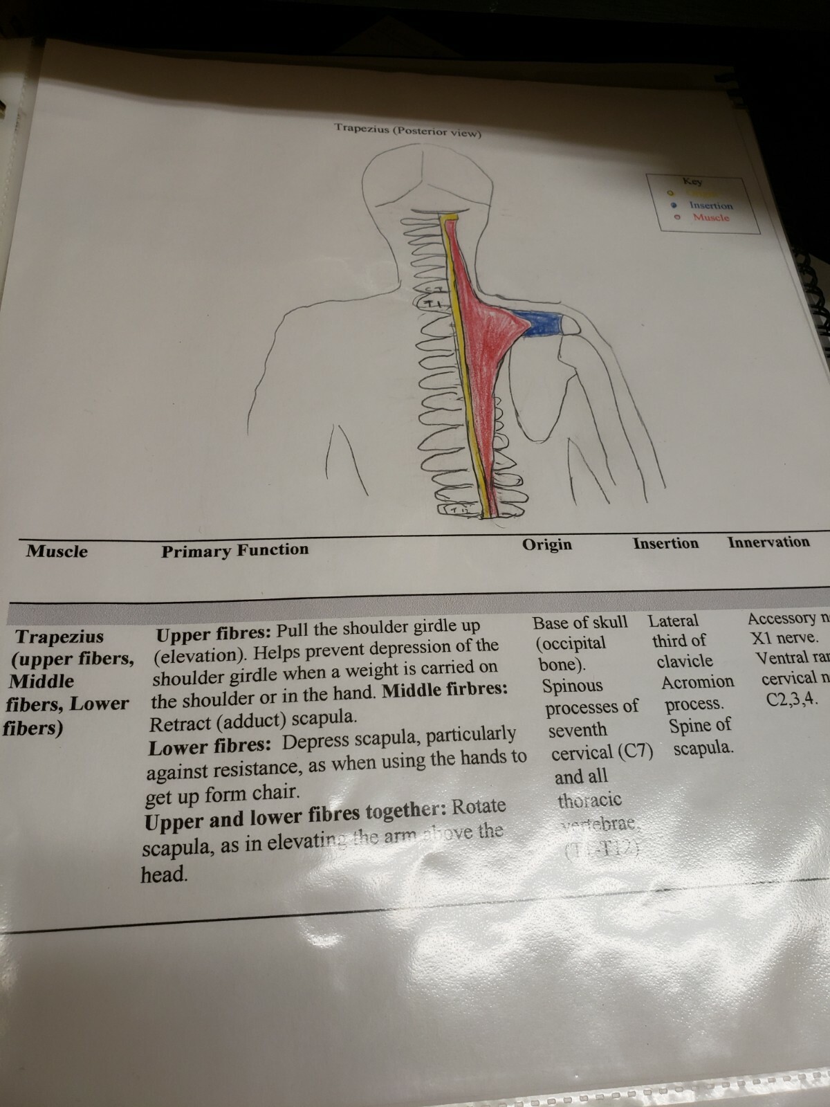 occupational therapy assistant program muscle chart assignment hand drawing  OTA