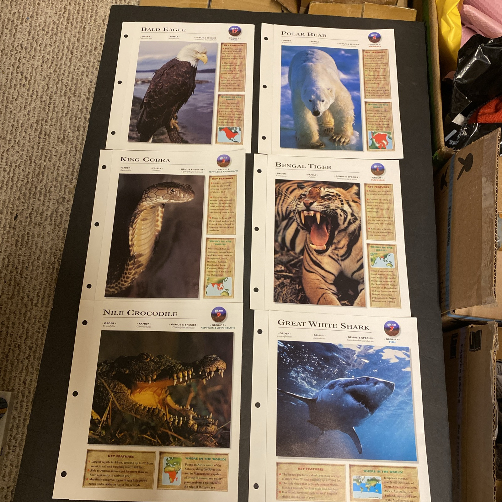 Wildlife Explorer 6 Loose Pages/Cards Animals Homeschool Resource