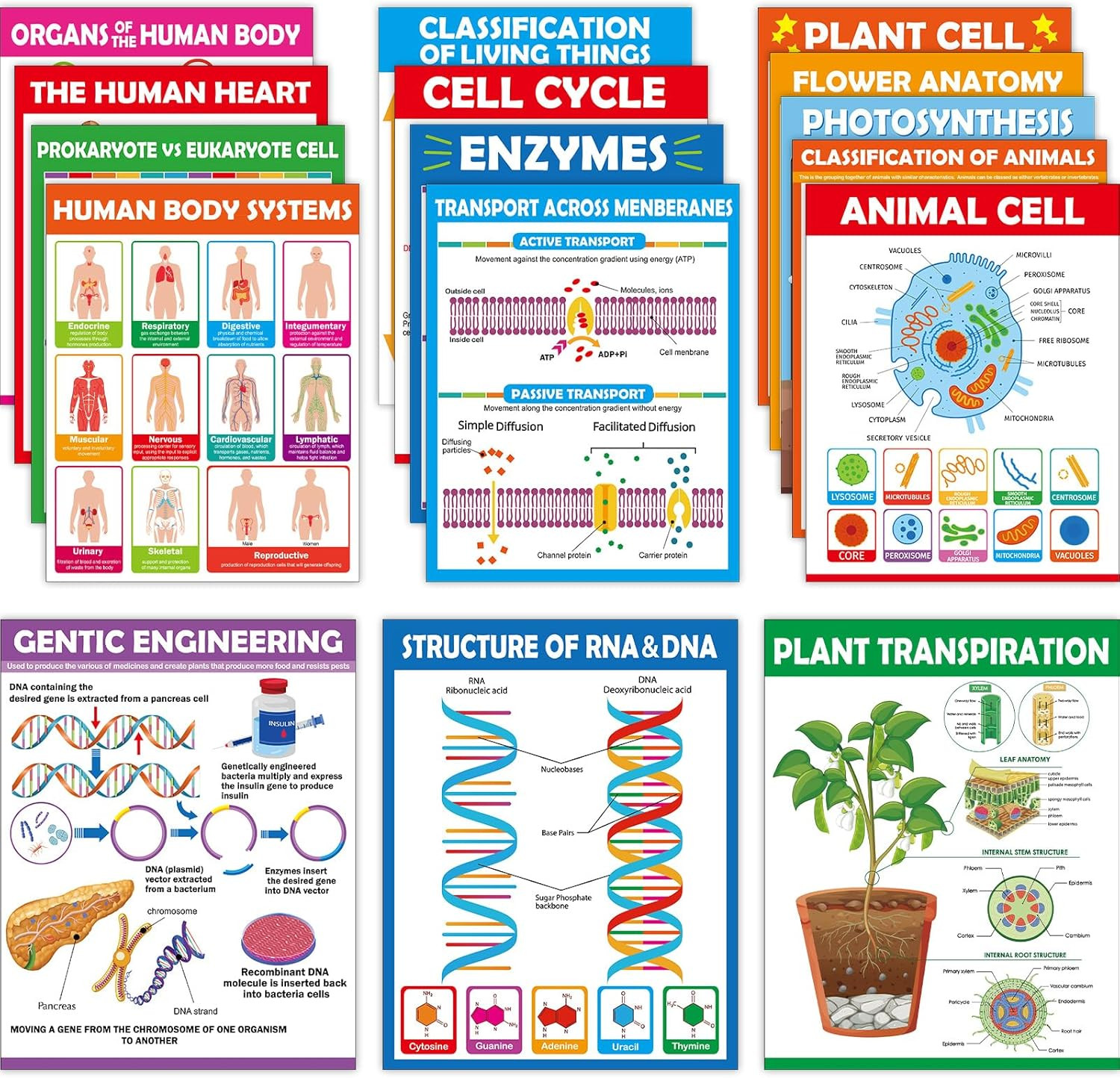 16Pc Science Posters – Biology & Life Science Charts for Classroom & High School