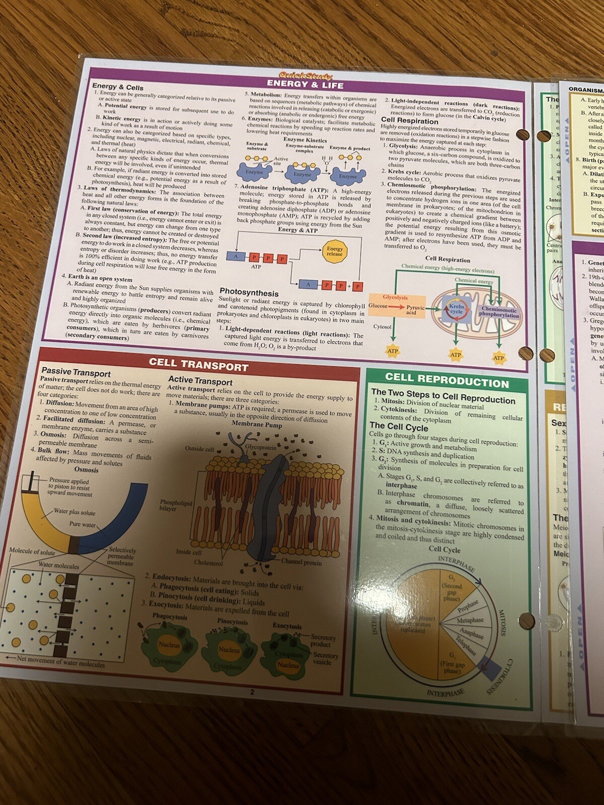 BarCharts Quick Study Academic Guide BIOLOGY & Anatomy Bundle Review Homeschool