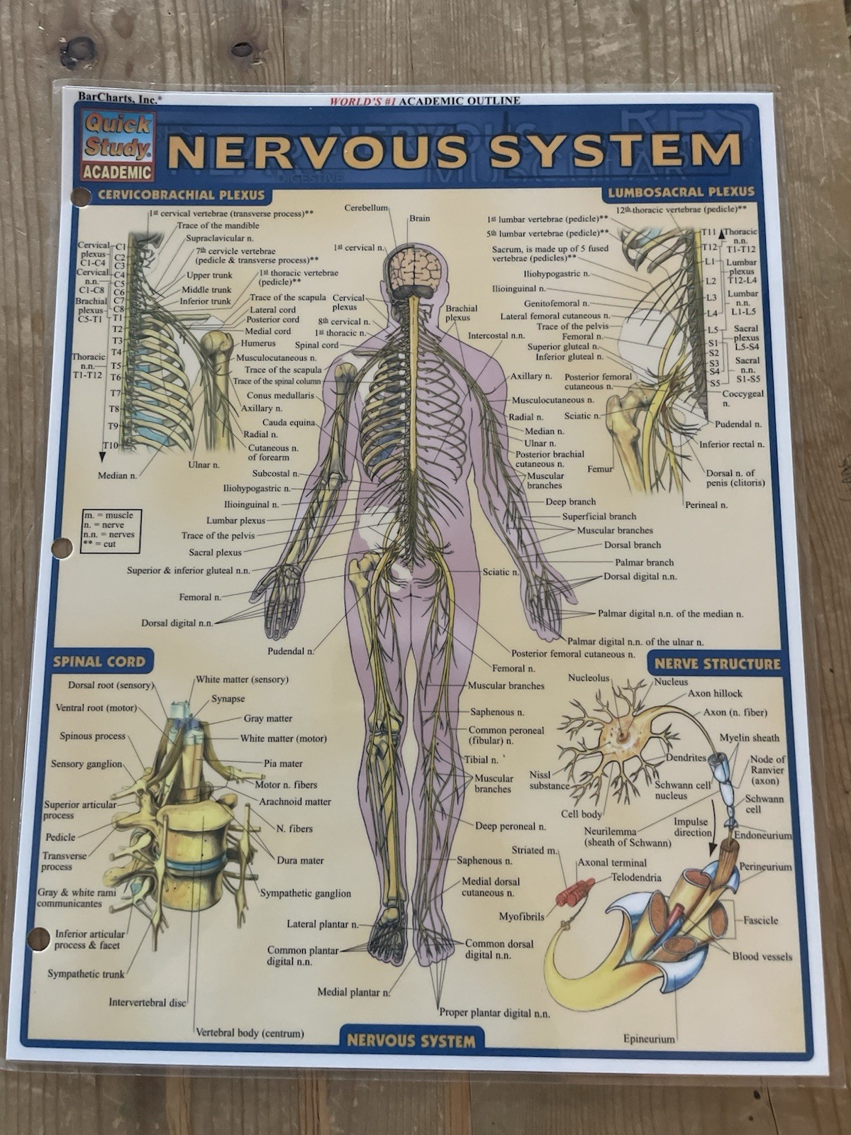 Quick Study Laminated Academic Anatomy Charts -Lot of 5