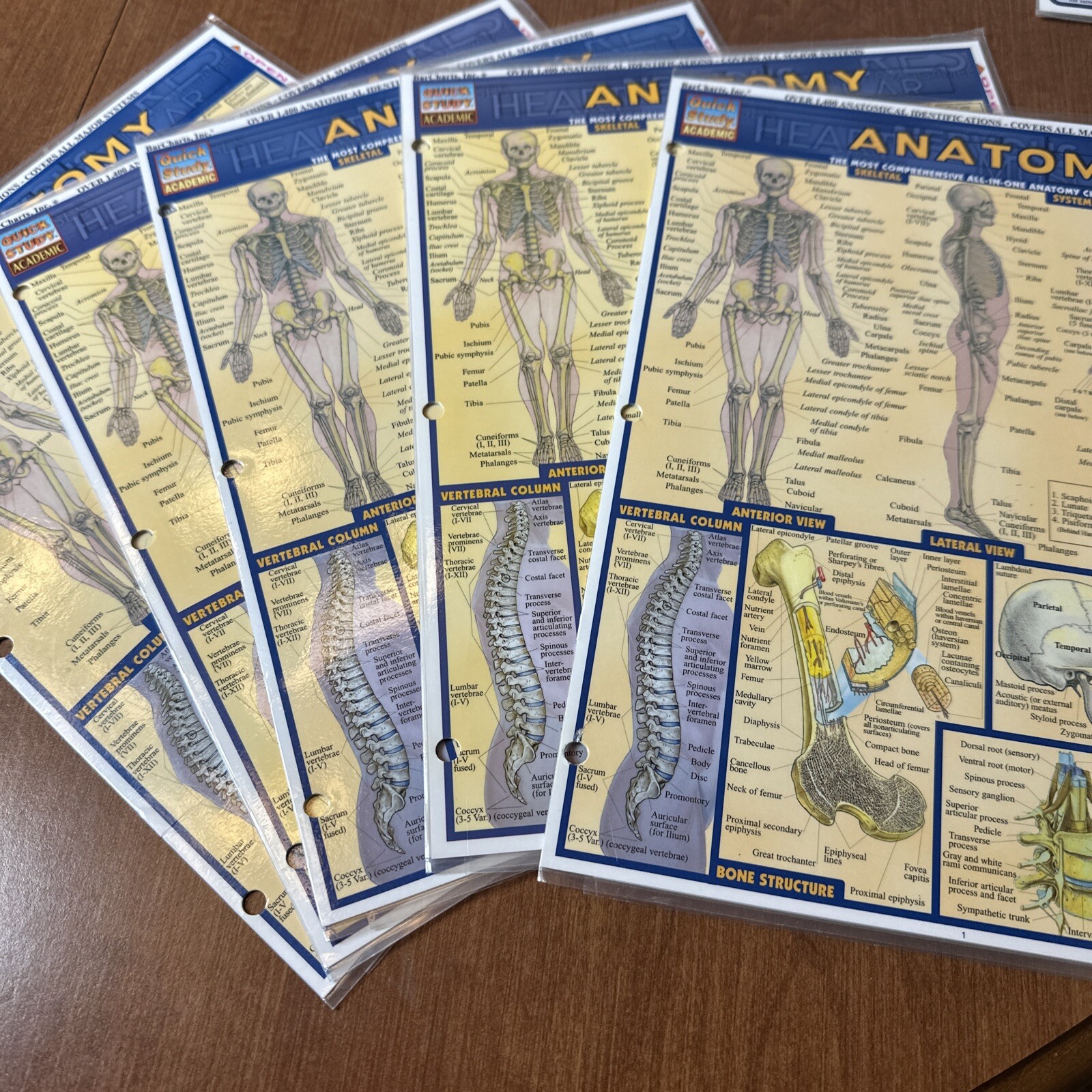 Lot 5 Quick Study Academic Reference Guide Fold-Outs Anatomy