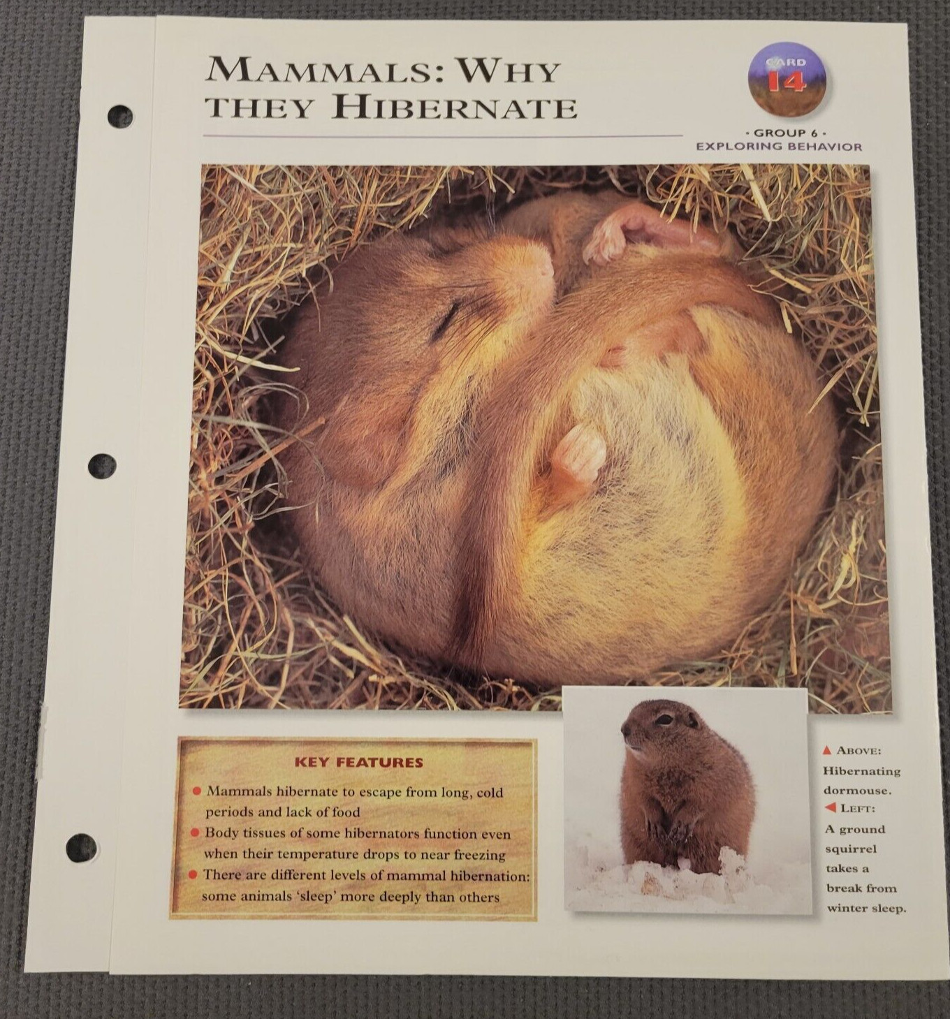 Wildlife Explorer Card 14 Group 6 Exploring Behavior Mammals: Why They Hibernate