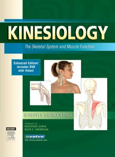 Kinesiology – by Joseph E Muscolino