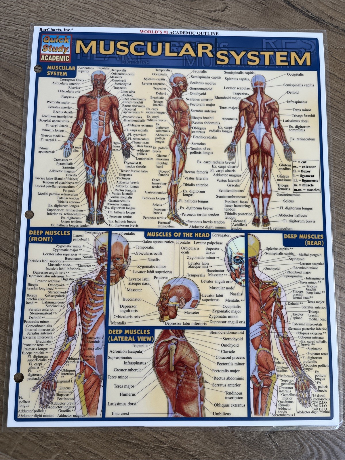 BarCharts Quick Study Anatomy Terminology Abbreviations Laminated Charts Lot 6