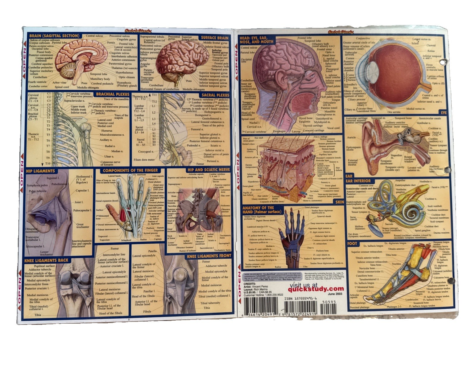 Barcharts QuickStudy Academic Anatomy Laminated Reference Study Guides